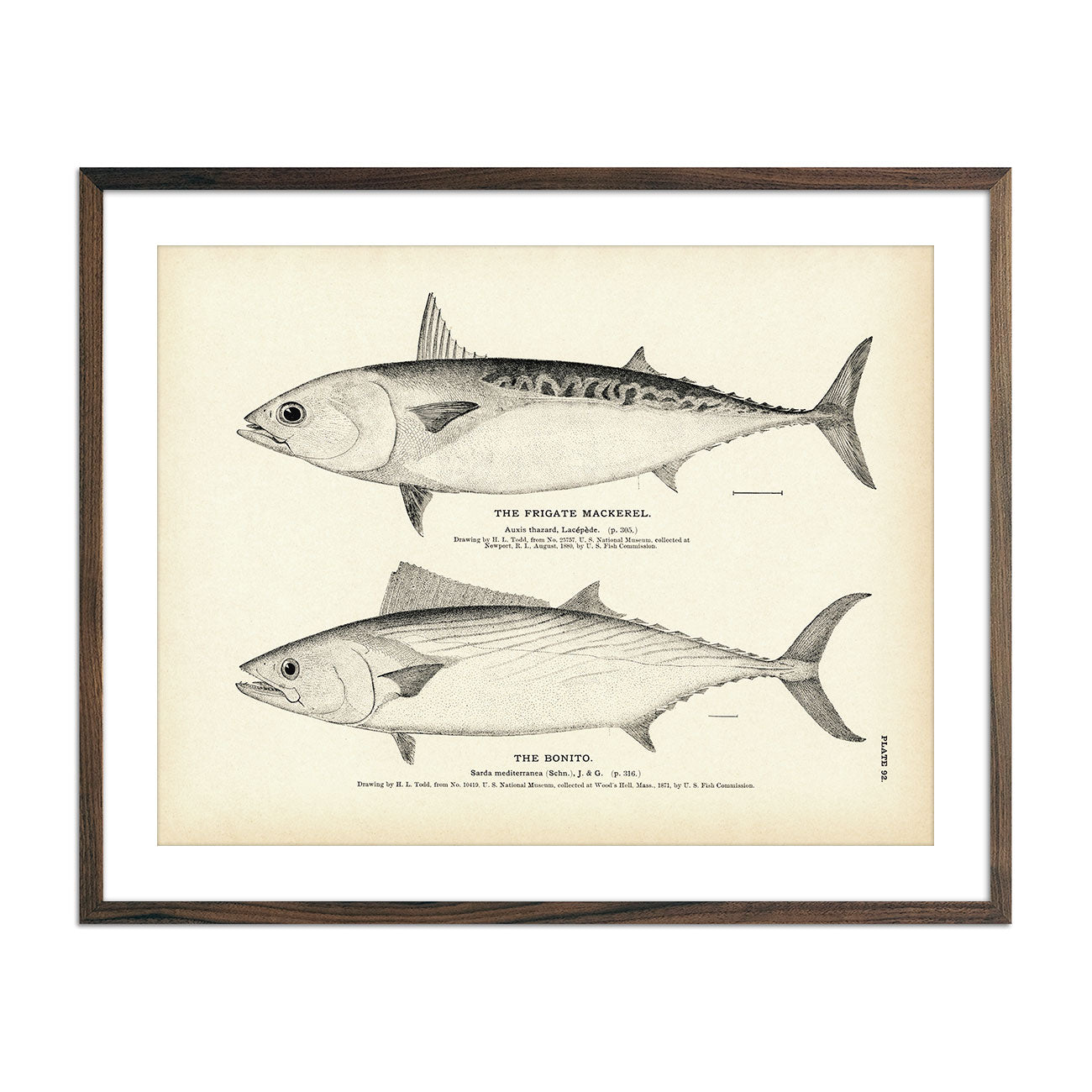 Frigate Mackerel and Bonito Art Print - Muir Way - Fisheries