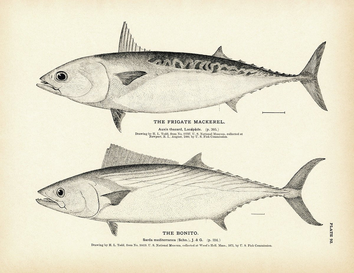 Frigate Mackerel and Bonito Art Print - Muir Way - Fisheries