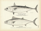 Frigate Mackerel and Bonito Art Print - Muir Way - Fisheries