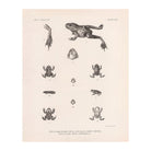 Frog and Toads Art Print - Muir Way - Animals