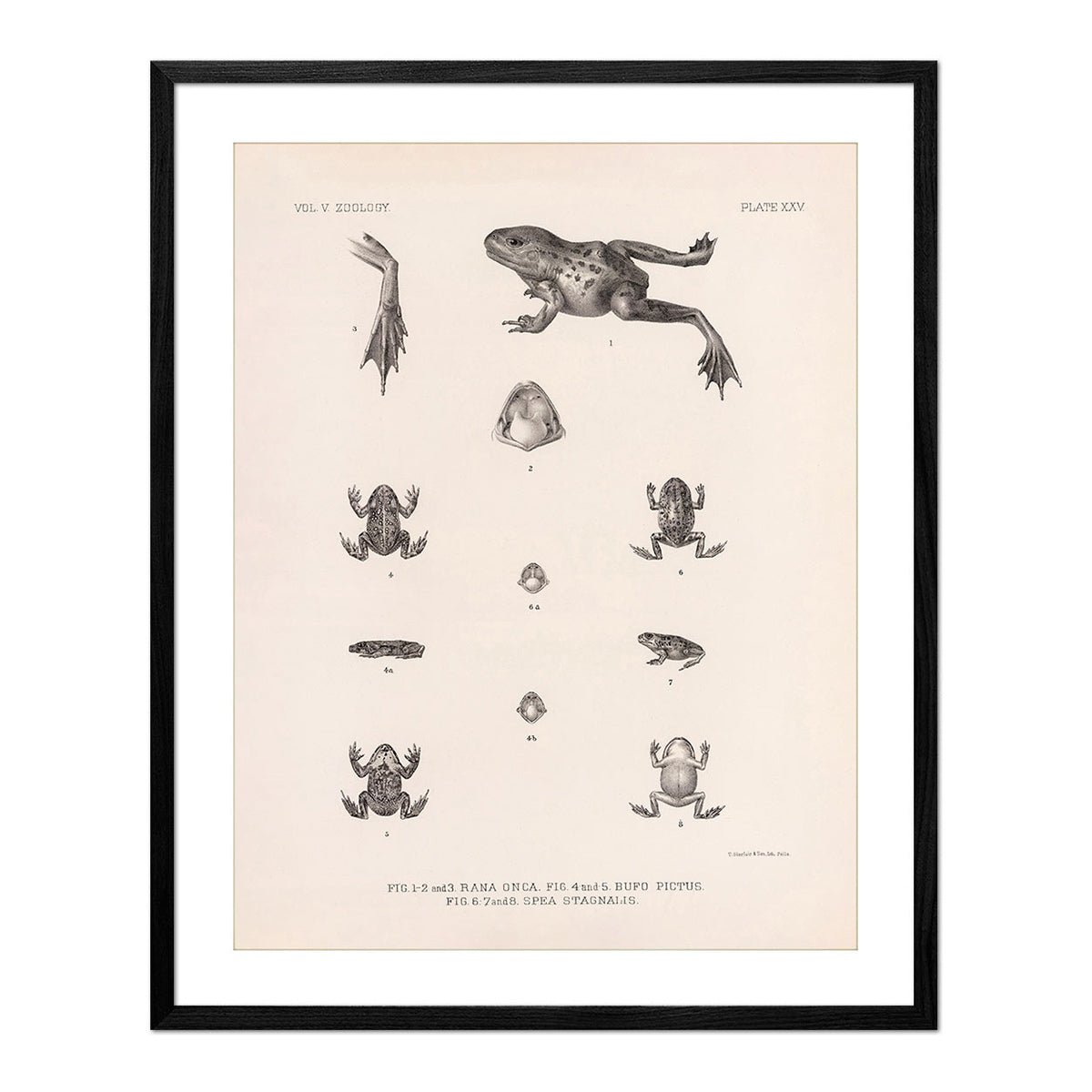 Frog and Toads Art Print - Muir Way - Animals