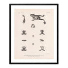 Frog and Toads Art Print - Muir Way - Animals