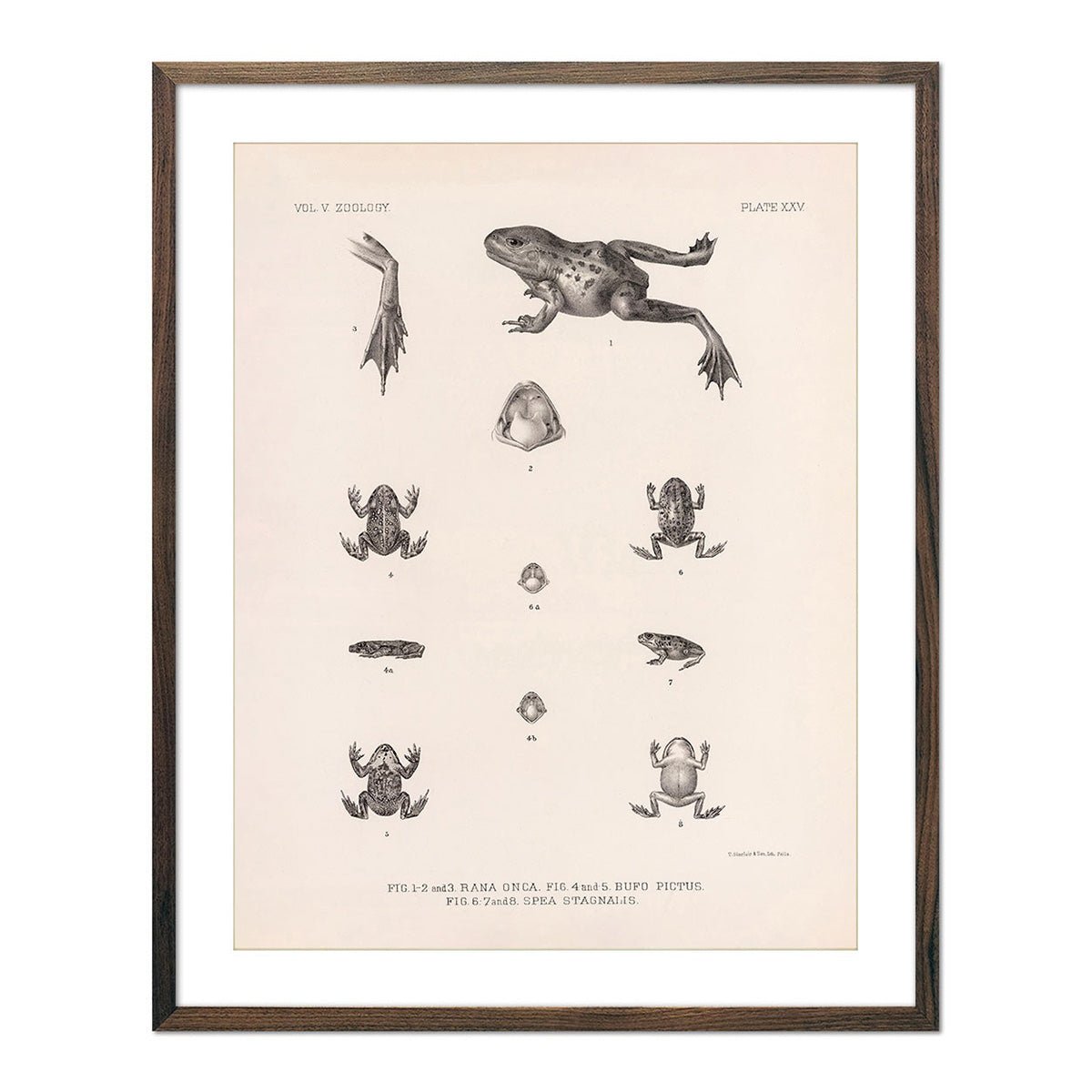 Frog and Toads Art Print - Muir Way - Animals