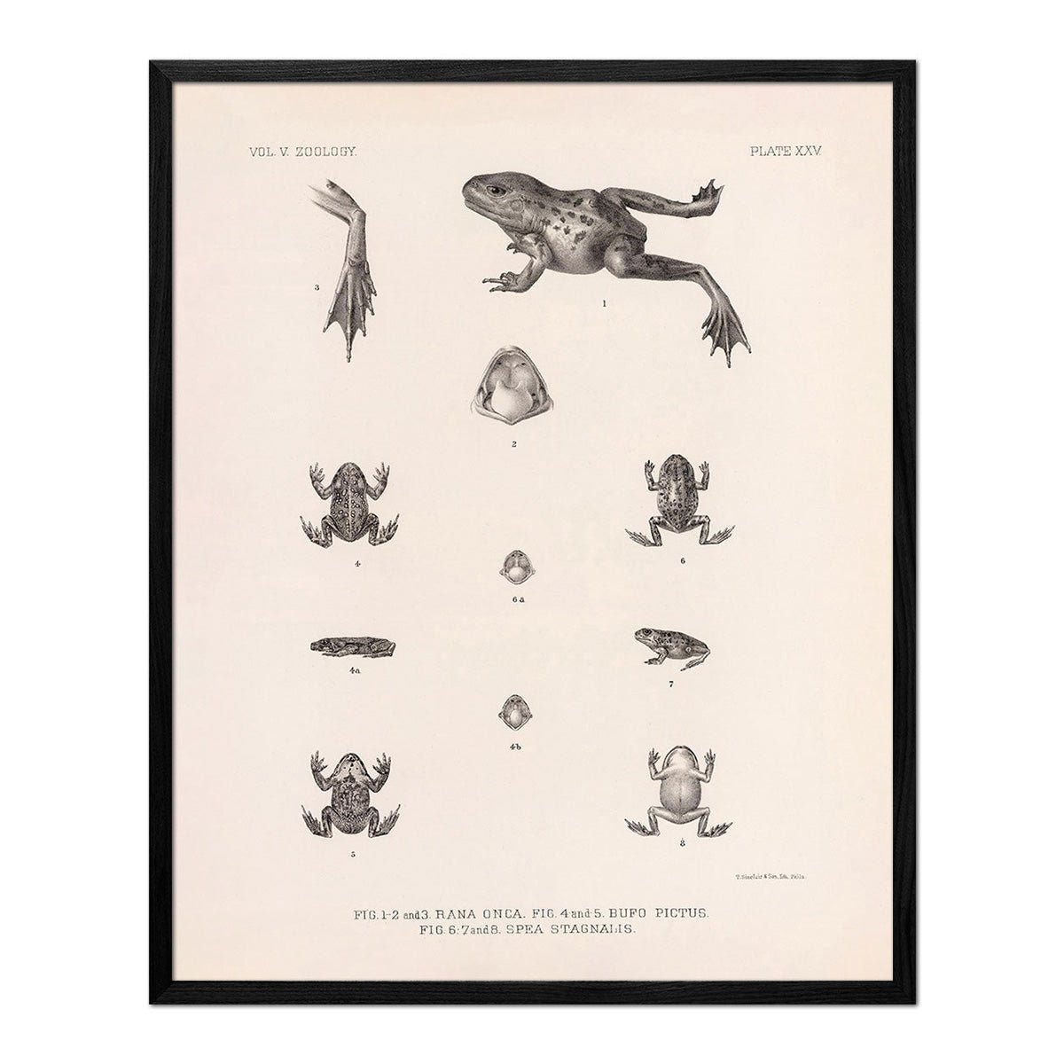 Frog and Toads Art Print - Muir Way - Animals