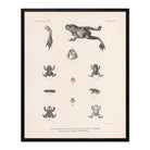 Frog and Toads Art Print - Muir Way - Animals