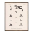Frog and Toads Art Print - Muir Way - Animals