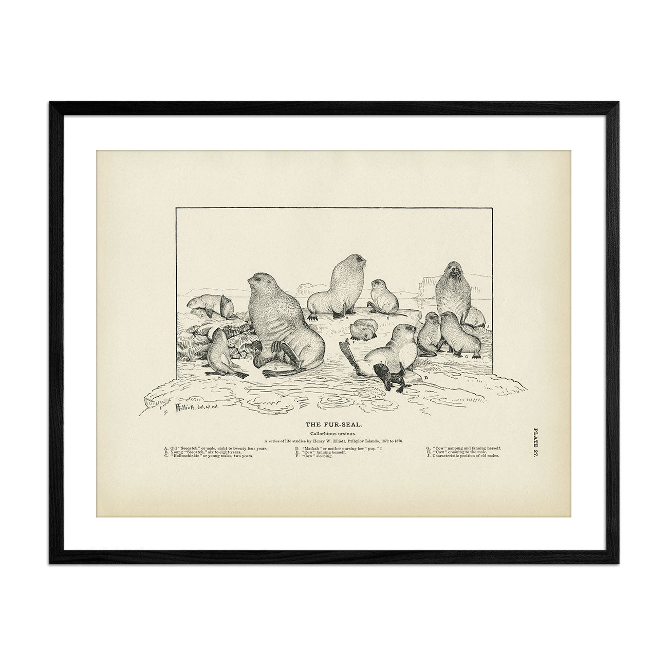 Fur - Seal Art Print - Muir Way - Fisheries