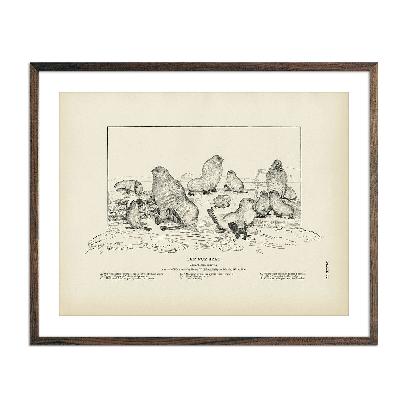 Fur - Seal Art Print - Muir Way - Fisheries