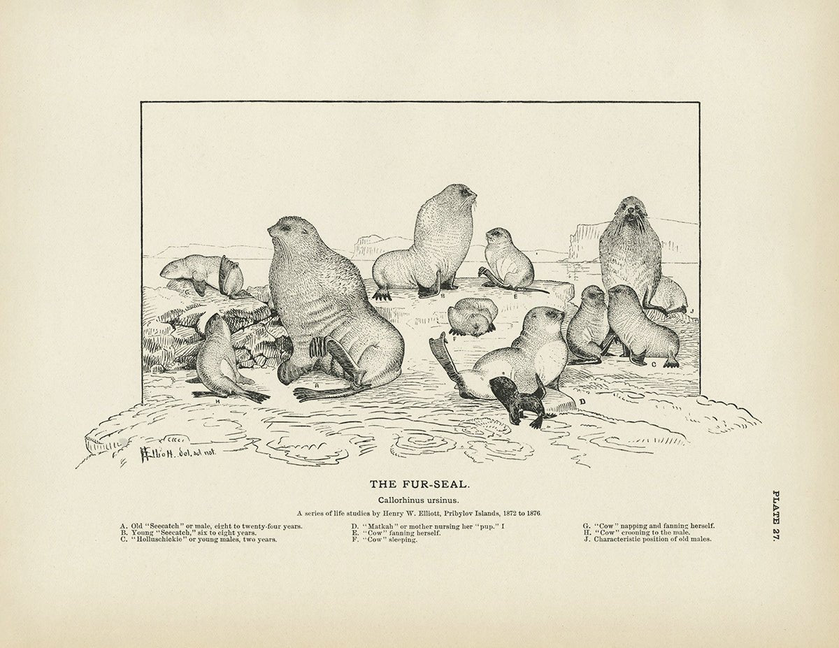 Fur - Seal Art Print - Muir Way - Fisheries