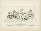 Fur - Seal Art Print - Muir Way - Fisheries