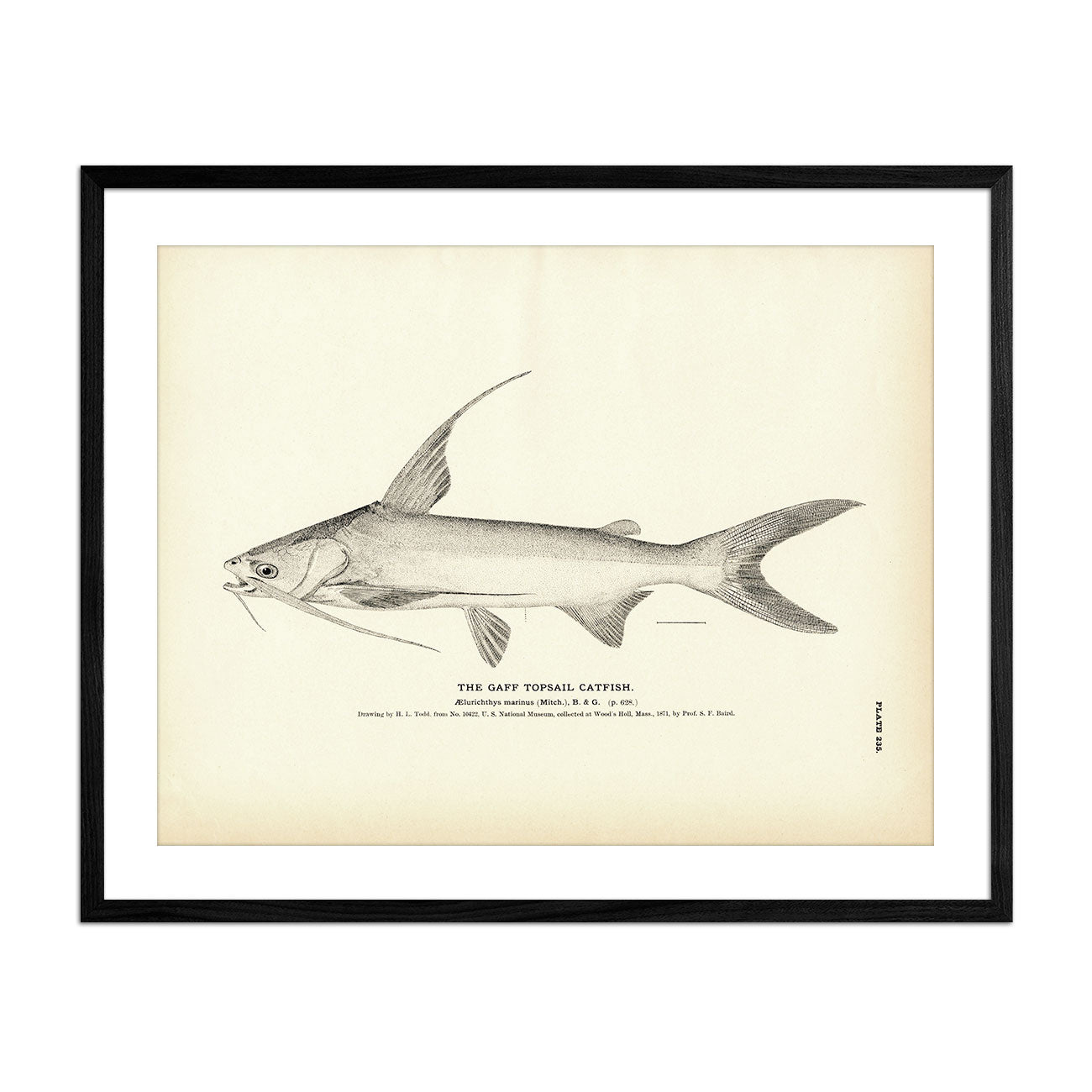 Gaff Topsail Catfish Art Print - Muir Way - Fisheries