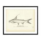 Gaff Topsail Catfish Art Print - Muir Way - Fisheries
