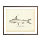Gaff Topsail Catfish Art Print - Muir Way - Fisheries
