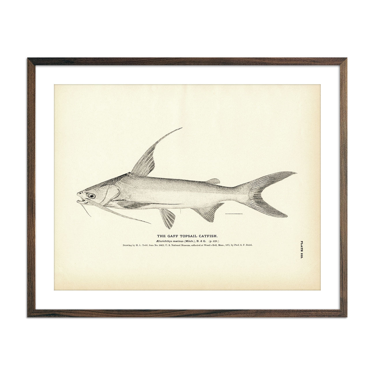 Gaff Topsail Catfish Art Print - Muir Way - Fisheries