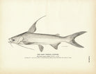Gaff Topsail Catfish Art Print - Muir Way - Fisheries