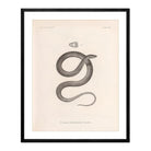 Garter Snake Art Print - Muir Way - Animals