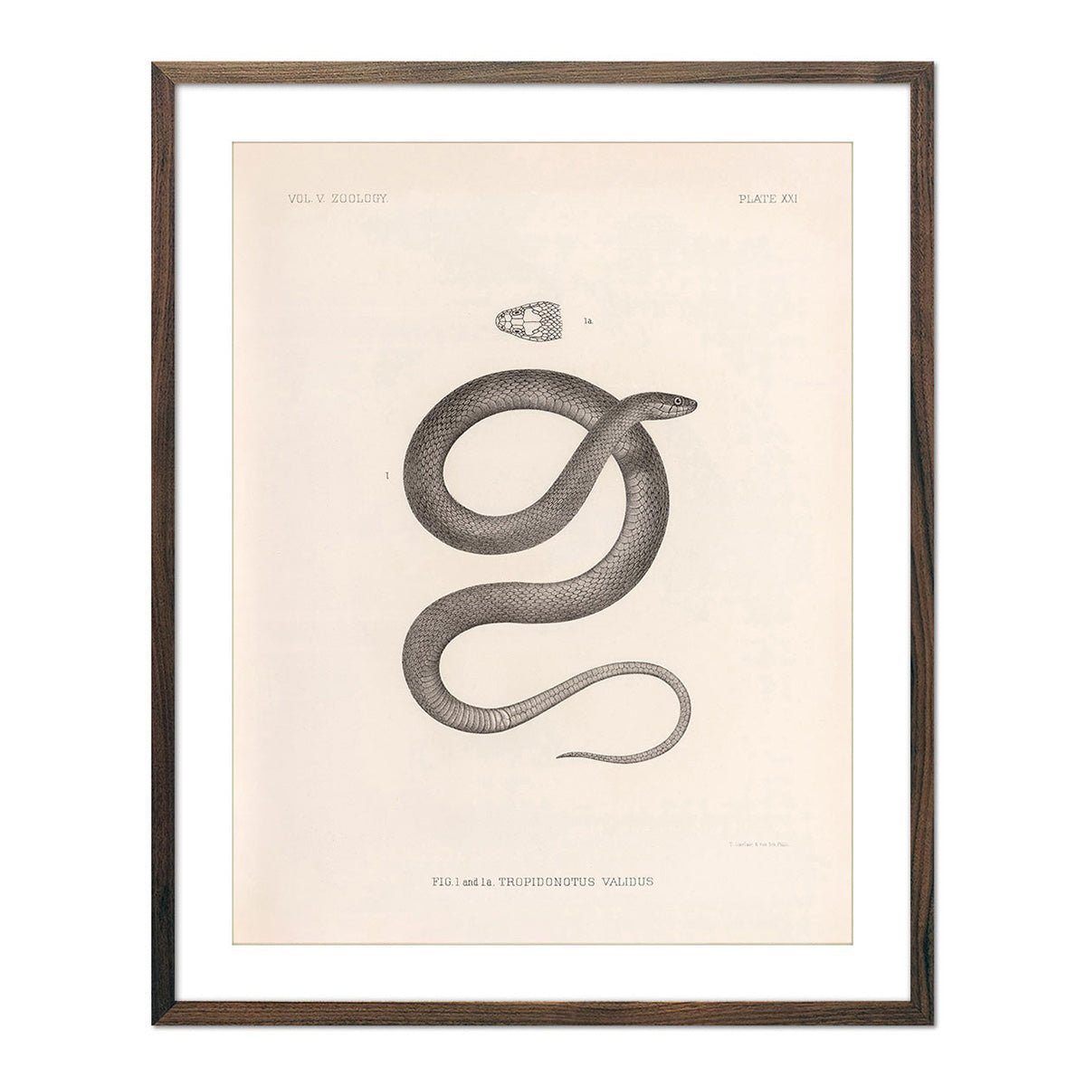 Garter Snake Art Print - Muir Way - Animals