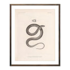 Garter Snake Art Print - Muir Way - Animals