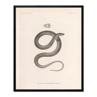 Garter Snake Art Print - Muir Way - Animals