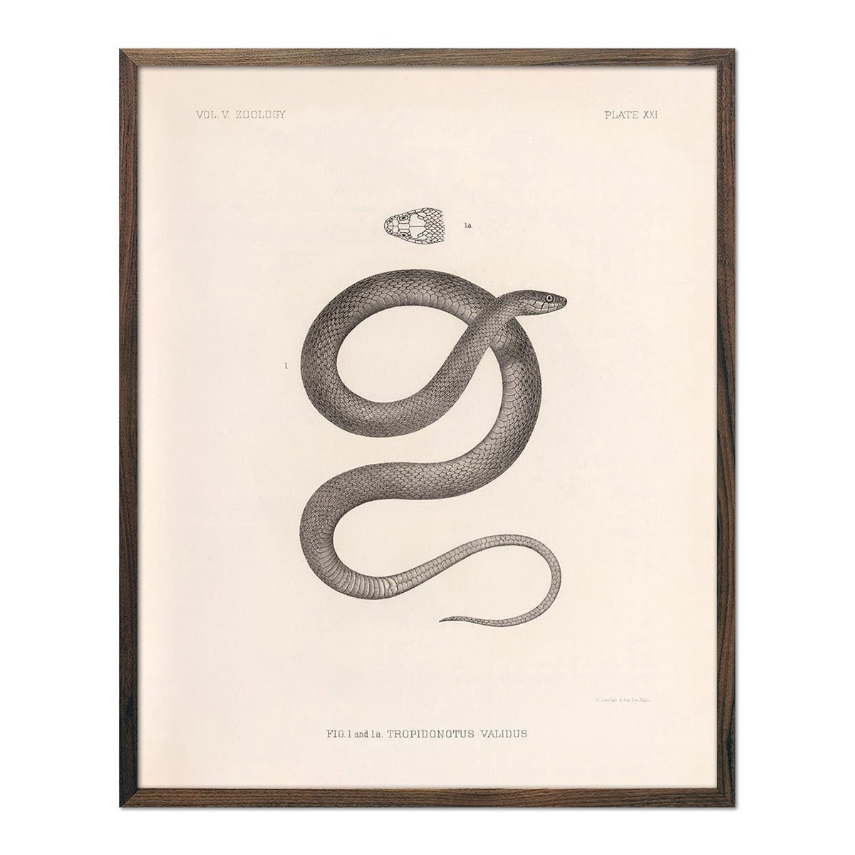 Garter Snake Art Print - Muir Way - Animals