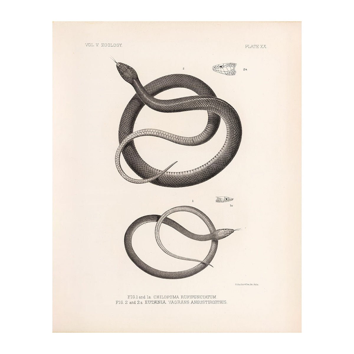 Garter Snakes Art Print - Muir Way - Animals