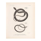 Garter Snakes Art Print - Muir Way - Animals