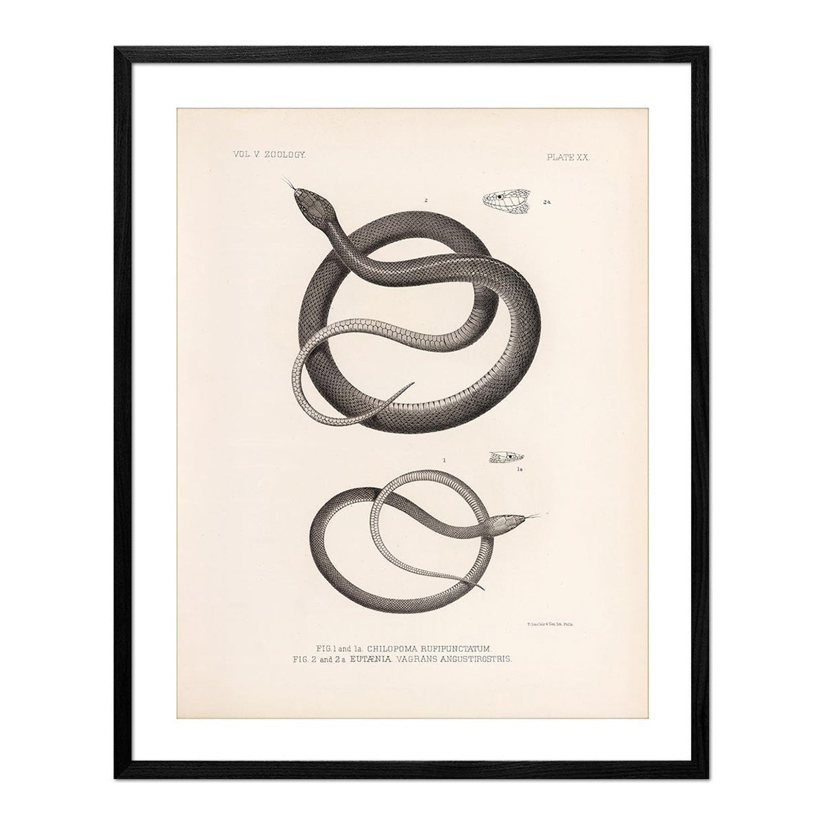 Garter Snakes Art Print - Muir Way - Animals