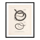 Garter Snakes Art Print - Muir Way - Animals