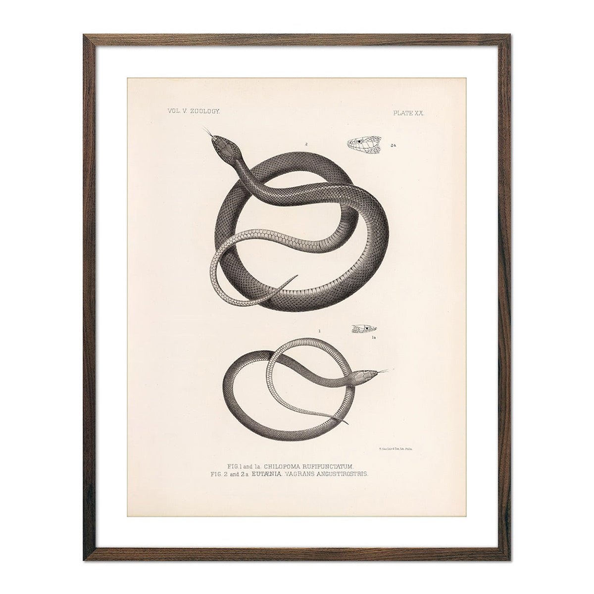 Garter Snakes Art Print - Muir Way - Animals