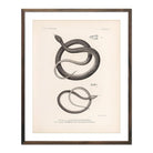 Garter Snakes Art Print - Muir Way - Animals