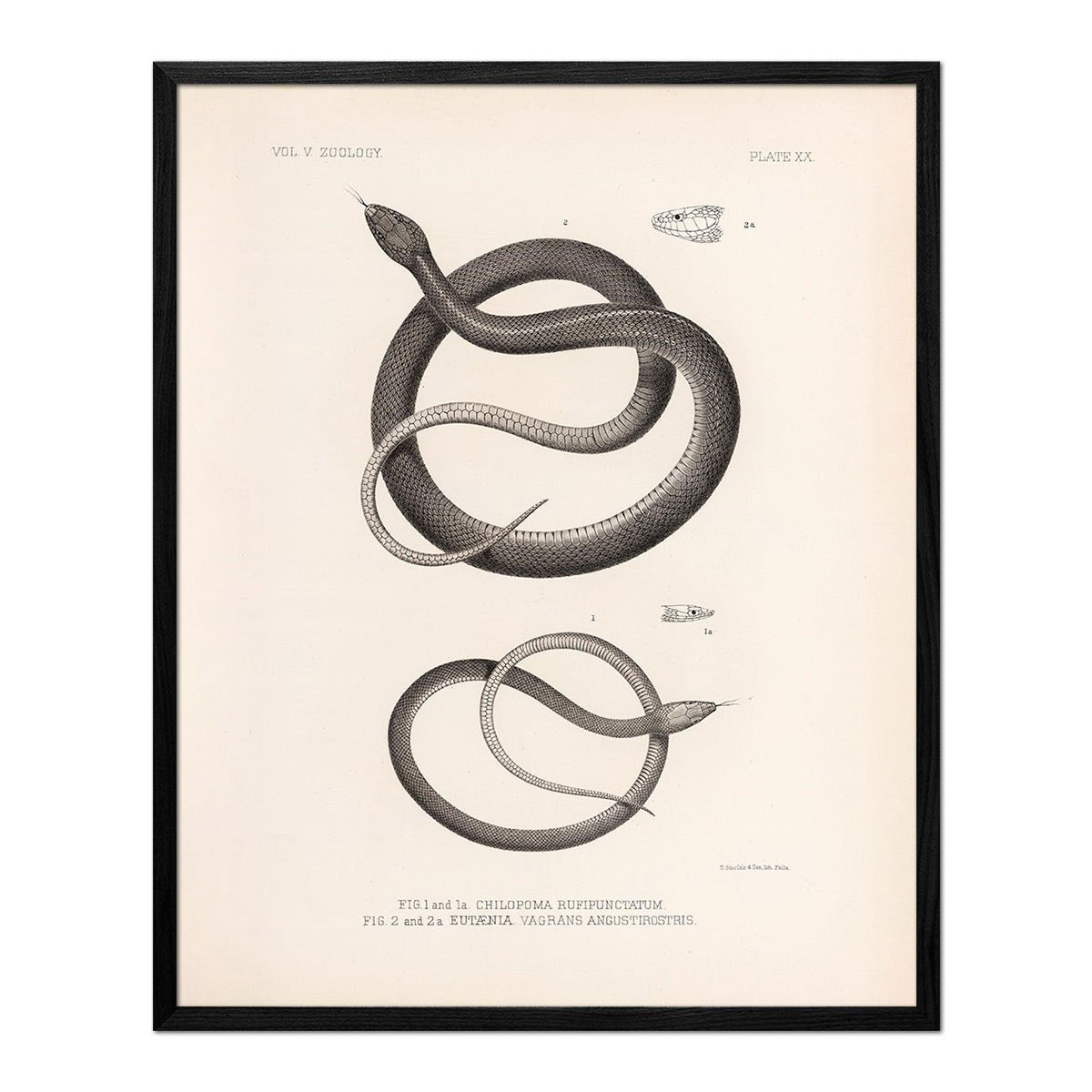 Garter Snakes Art Print - Muir Way - Animals