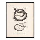 Garter Snakes Art Print - Muir Way - Animals