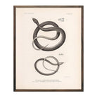 Garter Snakes Art Print - Muir Way - Animals