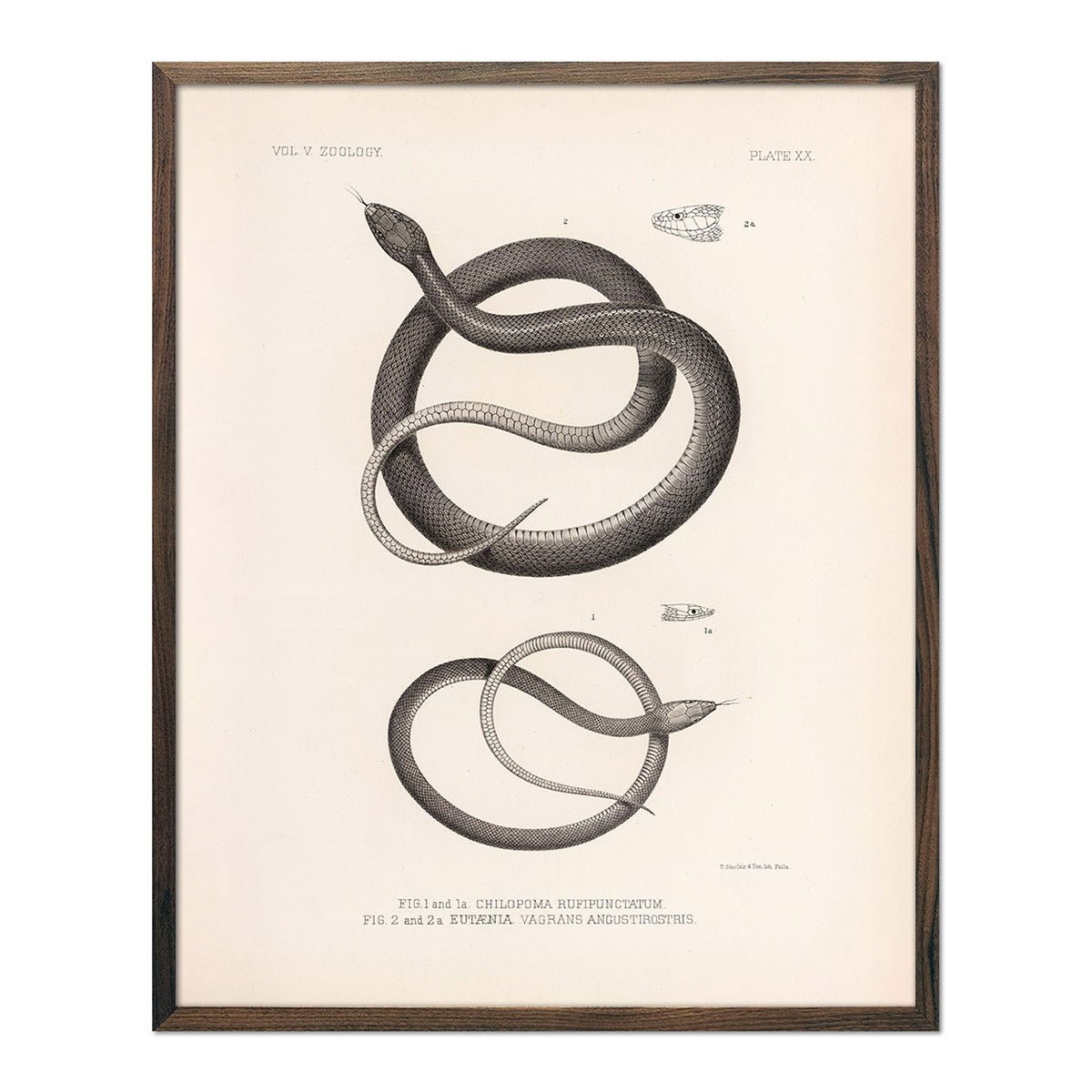 Garter Snakes Art Print - Muir Way - Animals