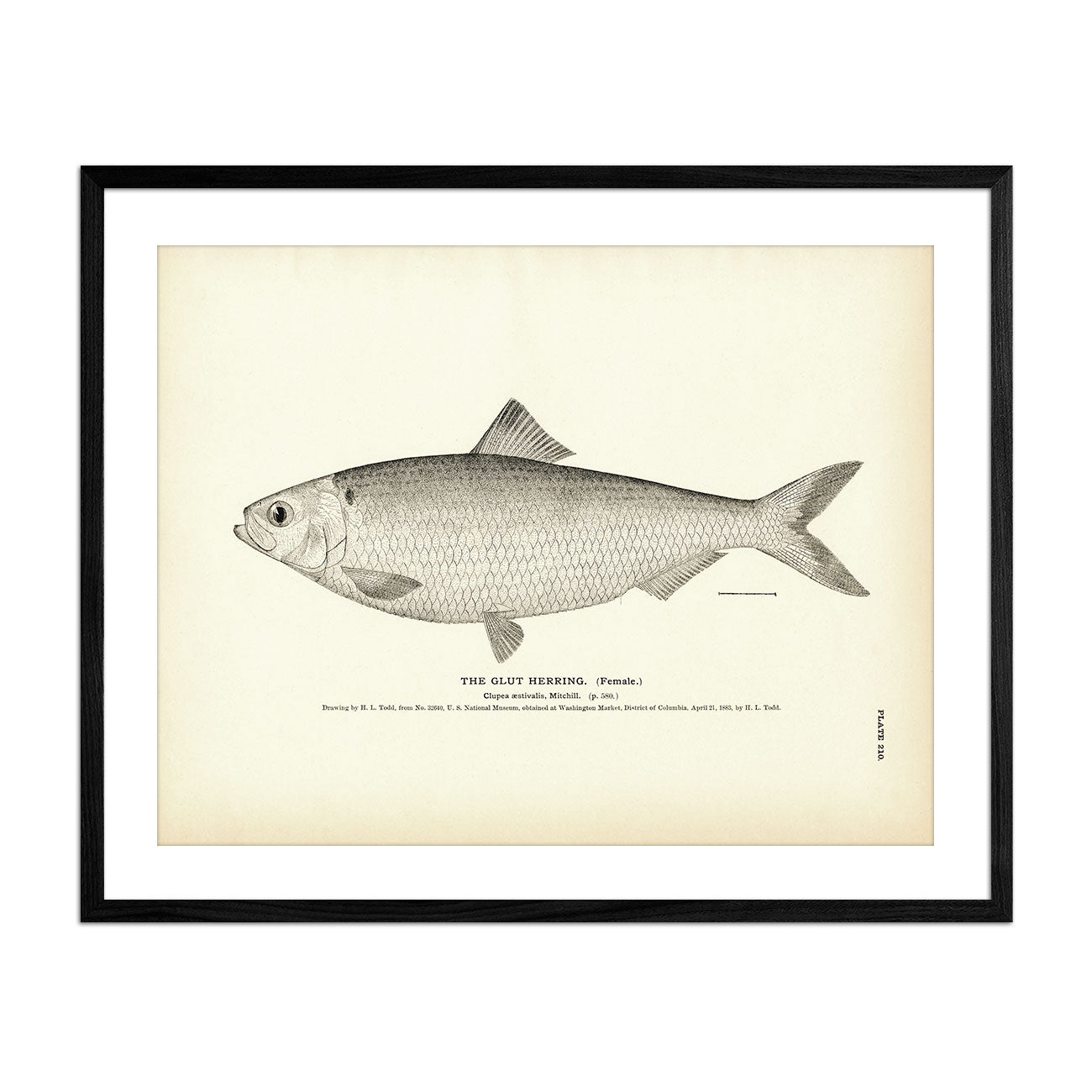 Glut Herring (Female) Art Print - Muir Way - Fisheries
