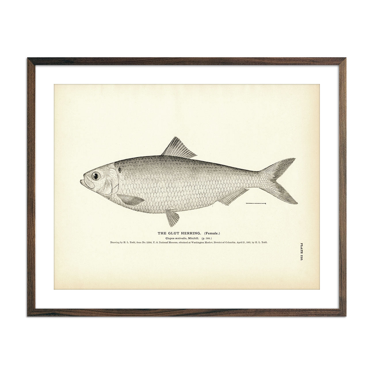 Glut Herring (Female) Art Print - Muir Way - Fisheries