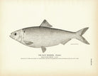 Glut Herring (Female) Art Print - Muir Way - Fisheries