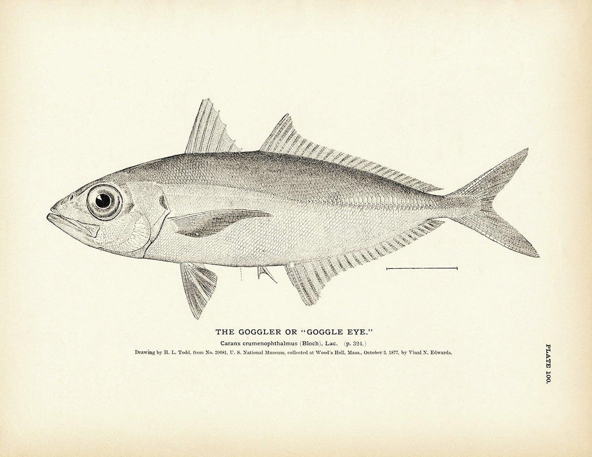 Goggler (Goggle Eye) Art Print - Muir Way - Fisheries