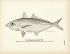 Goggler (Goggle Eye) Art Print - Muir Way - Fisheries