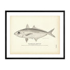 Goggler (Goggle Eye) Art Print - Muir Way - Fisheries
