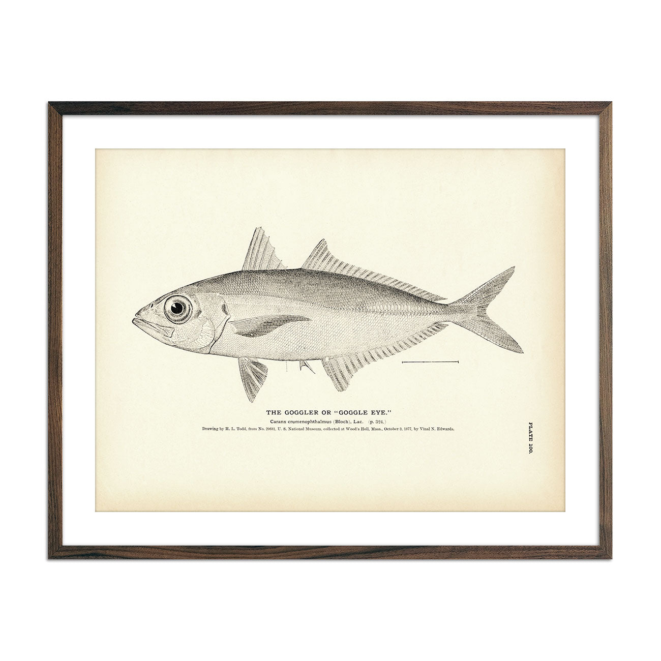 Goggler (Goggle Eye) Art Print - Muir Way - Fisheries