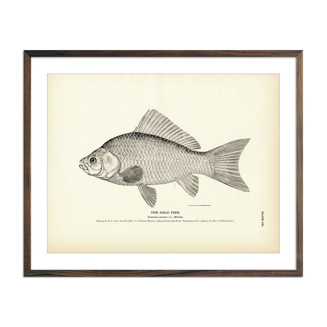 Gold Fish Art Print - Muir Way - Fisheries