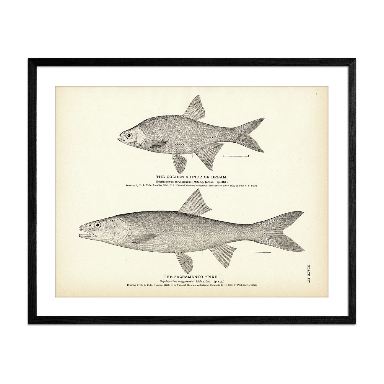 Golden Shiner (Bream) and Sacramento "Pike" Art Print - Muir Way - Fisheries