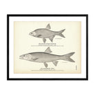 Golden Shiner (Bream) and Sacramento "Pike" Art Print - Muir Way - Fisheries