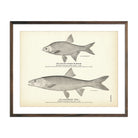 Golden Shiner (Bream) and Sacramento "Pike" Art Print - Muir Way - Fisheries
