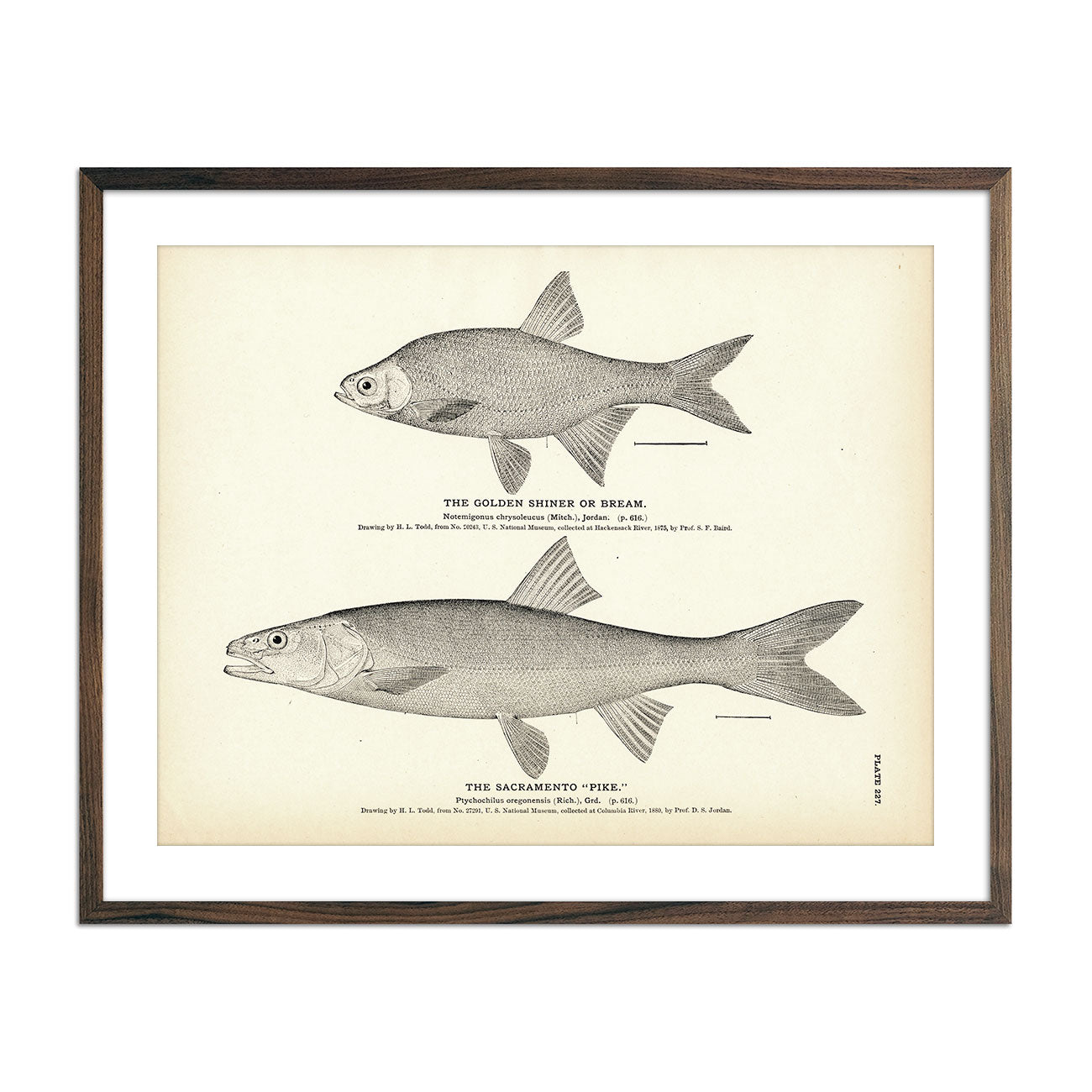 Golden Shiner (Bream) and Sacramento "Pike" Art Print - Muir Way - Fisheries