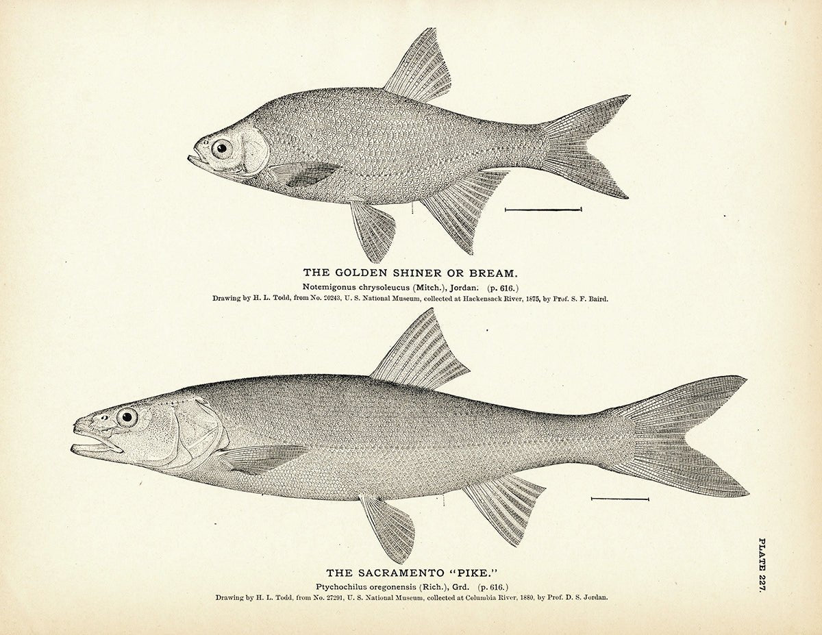 Golden Shiner (Bream) and Sacramento "Pike" Art Print - Muir Way - Fisheries