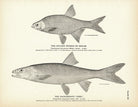 Golden Shiner (Bream) and Sacramento "Pike" Art Print - Muir Way - Fisheries