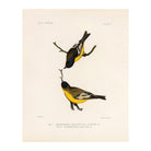 Goldfinch Art Print - Muir Way - Animals
