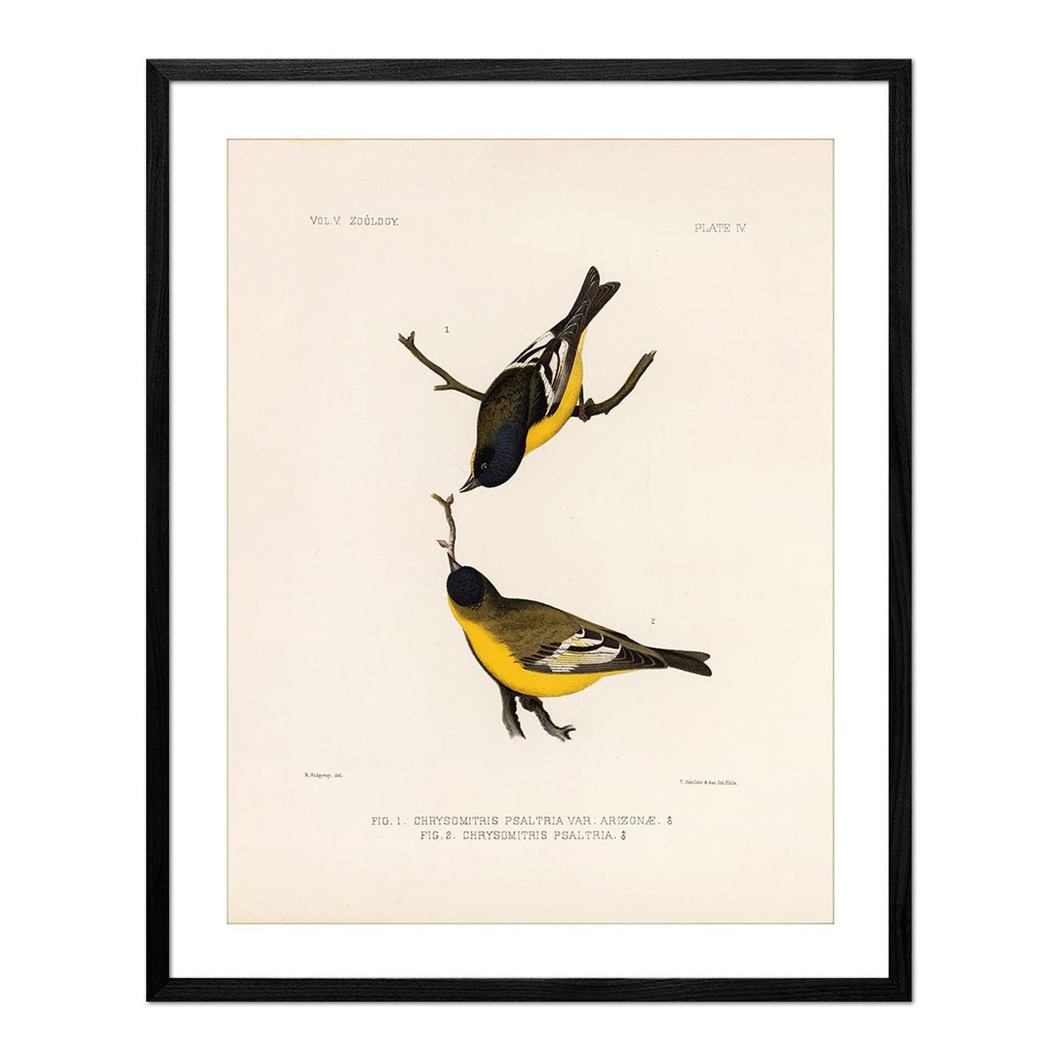 Goldfinch Art Print - Muir Way - Animals